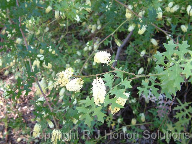 Grevillea flexuosa